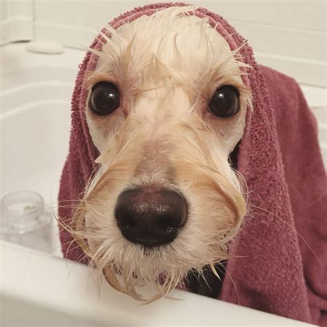 Bath Time Westies Animals Dogs