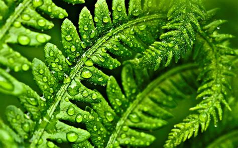 Macro Leaf Leaves Green Green Macro Drops Water Dew Drop