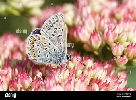 Common Blue Butterfly Stock Photo Alamy