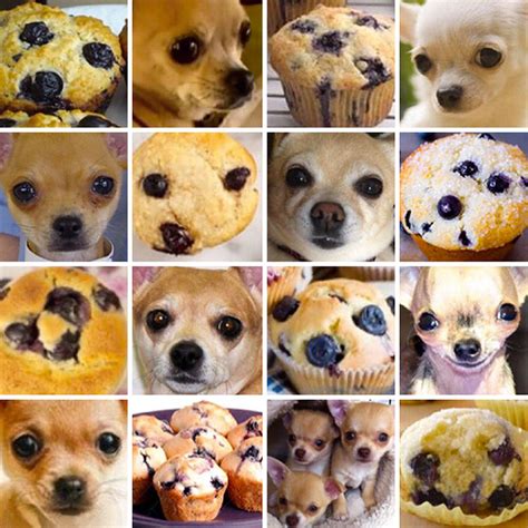 ¿chihuahua o muffin 8 fotos que te confundirán