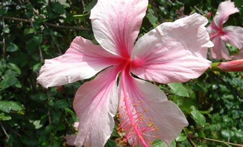 There are two types of hibiscus trees; Sunnygrove Landscaping & Nursery, Plant Gallery