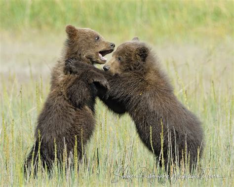 grizzly bear cubs playing nada tallie