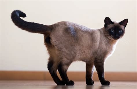 Premium Photo Standing Young Adult Siamese Cat