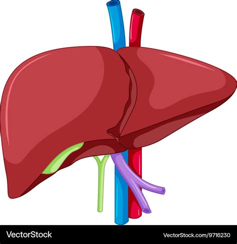 Liver Anatomy Human Body Royalty Free Vector Image