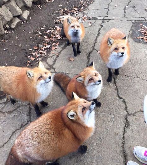 Red Foxes Zao Fox Village In Japan Cute Animals Animals Animals