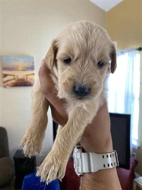 Both 12 weeks old, a male & female left. Golden Retriever Puppies For Sale | El Paso, TX #311735