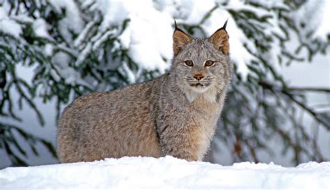 Lynxs Protection Under Endangered Species Act Coming Under Assault