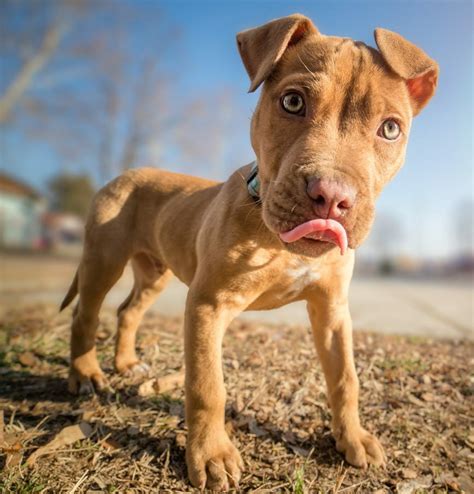 American Pit Bull Terrier Pit Bull Pitbull Terrier Pitbull Dog