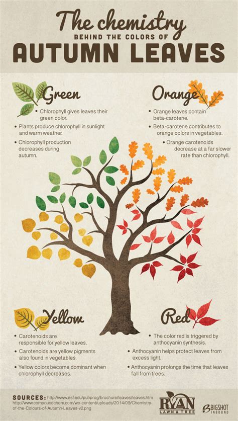 The Chemistry Behind The Colors Of Autumn Leaves Infographic