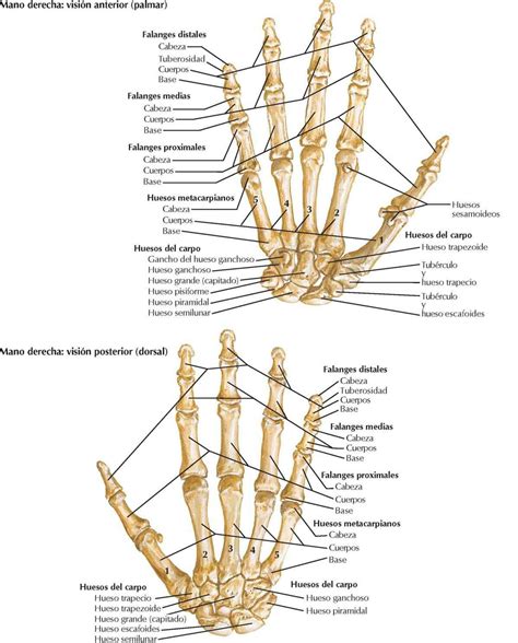 Carpo Y Mano Enfermería