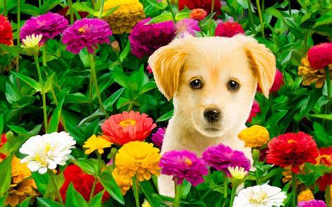 Flowers And Puppies Wallpapers On Wallpaperdog