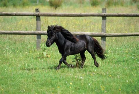 Miniature Horse Breeds Top Five Most Popular Miniature Horse Breeds