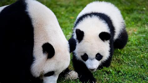 Fin janvier 2017, pairi daiza devient le second parc européen, après le zoo de copenhague au danemark, à détenir des diables de tasmanie. Insolite Le bébé panda du zoo de Beauval fête son 1 er ...