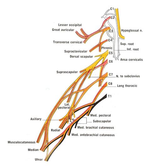 Simplified Scheme Of Cervical And Brachial Plexuses Showing The