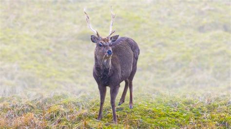 Glendalough Deer Wicklow Mountains Youtube
