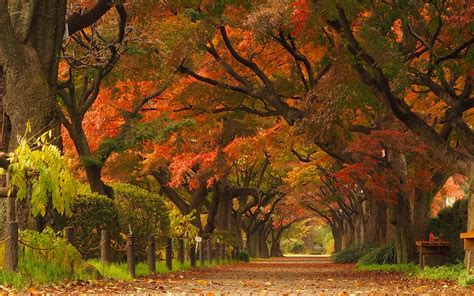 Nature Landscape Maple Leaves Trees Park Road Street Japan Tunnel Fall