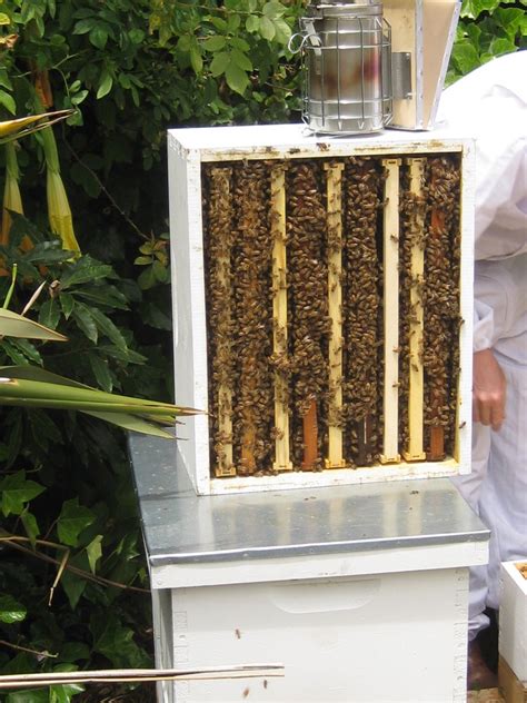How To Make A Nucleus Honeybee Colony And Prevent Established Hives