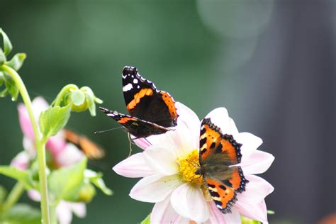 Un Jardin à Papillons Infomaison