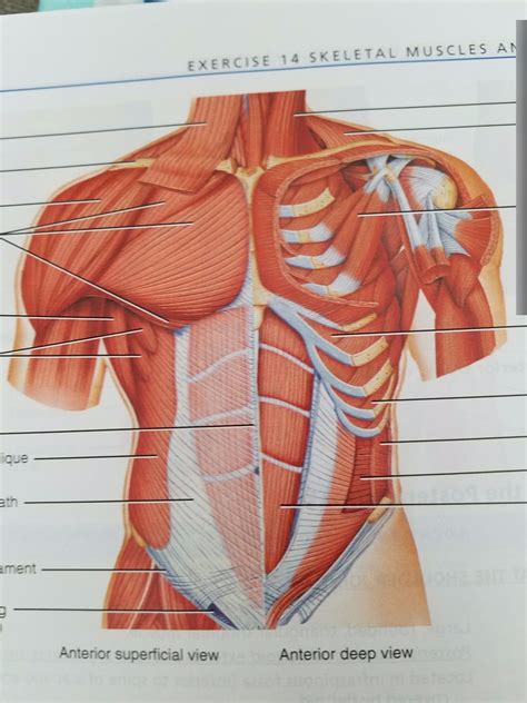 A P Chest And Abdominal Muscles Diagram Quizlet