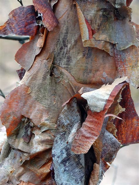 Peeling Birch Bark Photograph By David T Wilkinson Fine Art America
