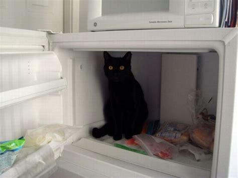 Funny Cats Cat In Fridge