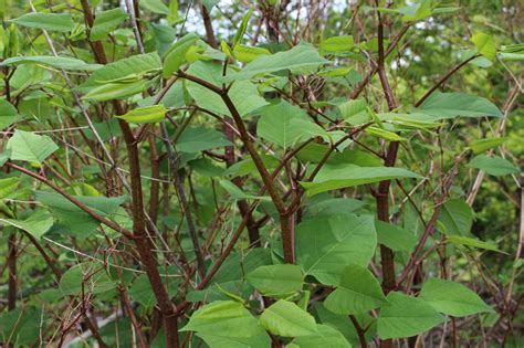 Invasive In The Spotlight Japanese Knotweed Kinds Of Diseases Brown