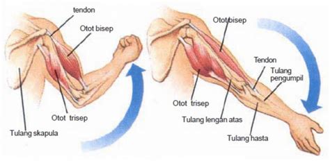 3 Jenis Otot Pada Manusia Sinau