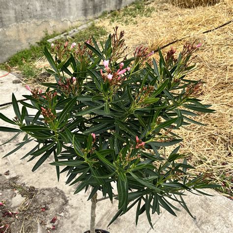 10″ Oleander Ice Pink Tree The Plant Factory Wholesale Tropical Plants