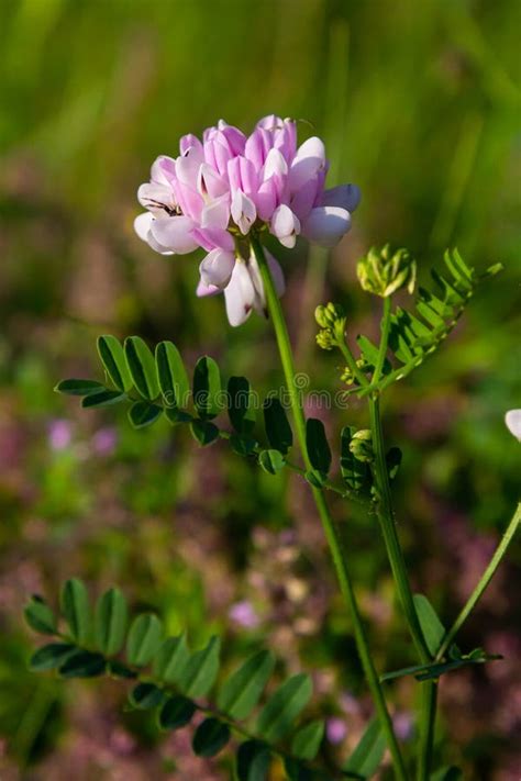 Securigera Varia Or Coronilla Varia Commonly Known As Crownvetch Or