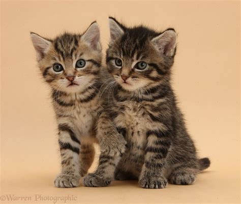 Cute Tabby Kittens 6 Weeks Old On Beige Background Photo Tabby Kitten Kitten Adoption