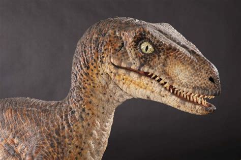 Raptor Dinosaur Facts Dinosaurs Pictures And Facts