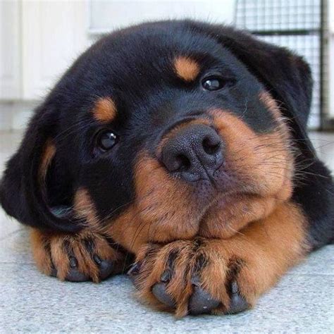 The Cutest Rottweiler Puppies Ever | FanPhobia - Celebrities Database