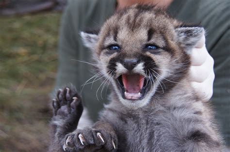 .of mountain lions, innovative research techniques and technology have allowed biologists to get a glimpse into the behavior, diet, and ecology of these mysterious big cats. Mountain lion P-23 dies at 5½, showing how hard it is to ...