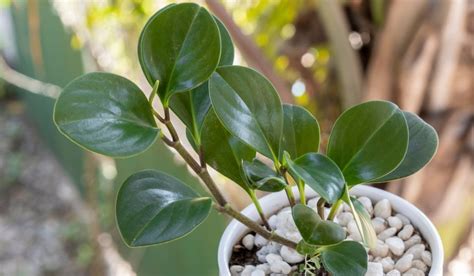 Peperomia Facts Growth Maintenance And Uses Of Baby Rubber Plant