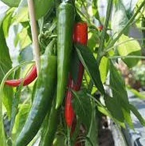 The serrano pepper (capsicum annuum) is a type of chili pepper that originated in the mountainous regions of the mexican states of puebla and hidalgo. Serrano Pepper