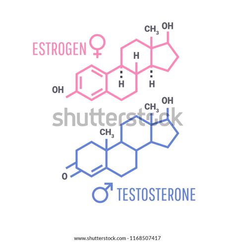 Sex Hormones Molecular Formula Estrogen Testosterone Stock Vector Royalty Free 1168507417