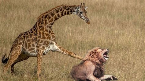 Mother Giraffe Kicks Lion Head Very Hard To Save Herself Harsh Life Of
