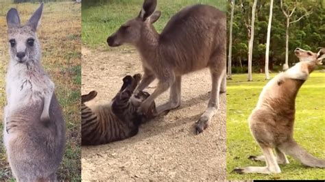 Funny Kangaroos Cute Kangaroos Compilation Youtube