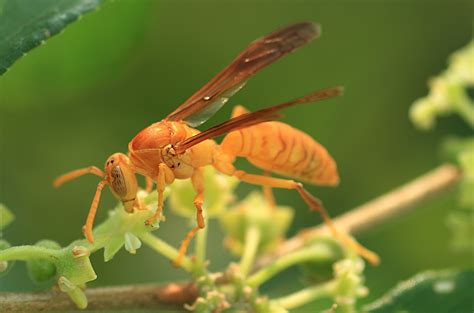 Indian Yellow Paper Wasp