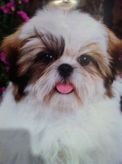 1000 Images About Shih Tzu Pictures On Pinterest Shih