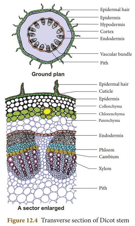 Cross Section Of Dicot Stem Labeled