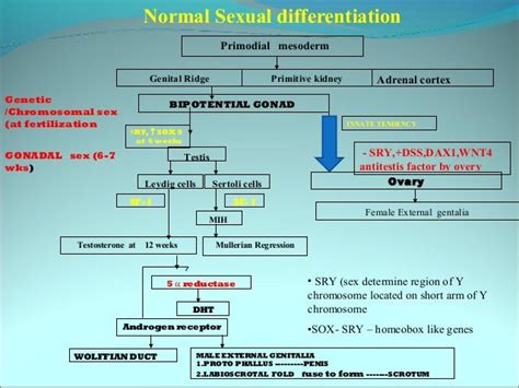 Disorder Of Sexual Differentiation