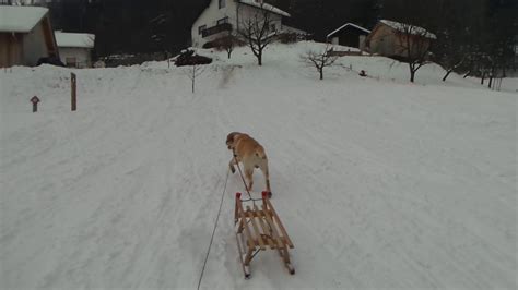 Labrador Retriever Puppy Loves His Sleds Youtube