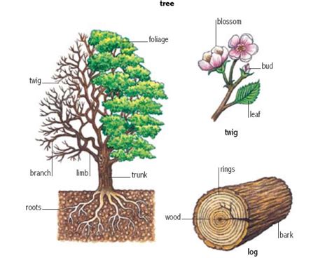 Bark Noun Definition Pictures Pronunciation And Usage Notes