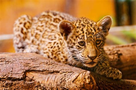 Adorable Jaguar Cub A Photo On Flickriver