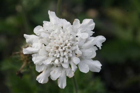 Scabiosa Columbaria Flutter Pure White S Luberade