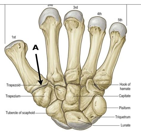 Thumb Pain Sharing The Health