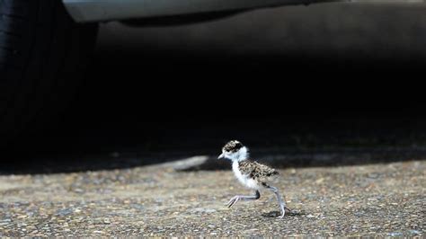 Residents Warned To Watch Out For Dive Bombing Birds As Plovers