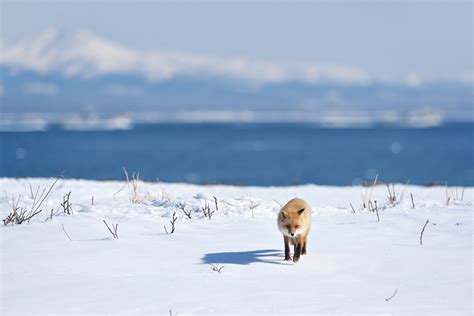 Adventure Travel In Hokkaido The Land Of Wild Animals And Magnificent