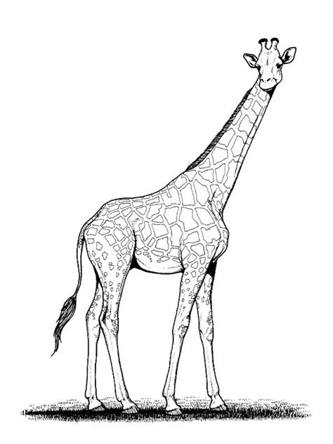 Coloriage Girafe Au Crayon Dessin Gratuit à Imprimer